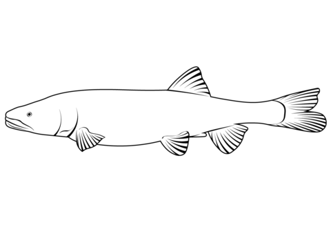 Colorado Pikeminnow (Ptychocheilus Lucius) Coloring Page